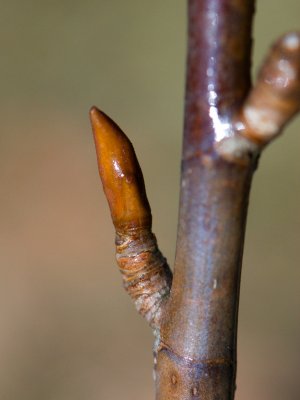 Magnolia wilsonii - šácholan wilsonův - pupen